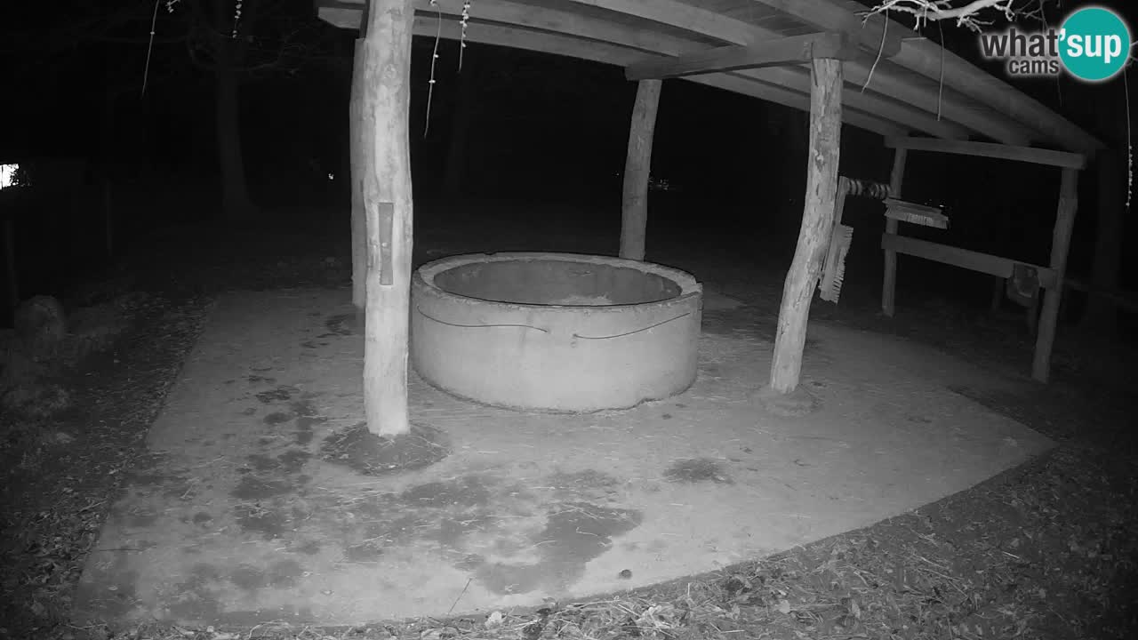 Live webcam Les zèbres in Ljubljana ZOO – Slovénie