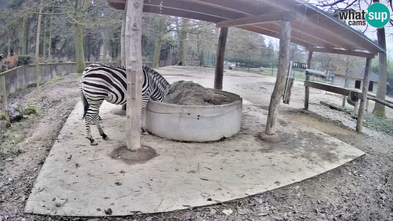 Live webcam Les zèbres in Ljubljana ZOO – Slovénie