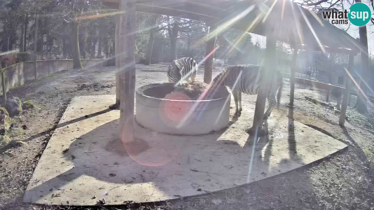 Le Zebre nello ZOO di Ljubljana – Slovenia Live webcam