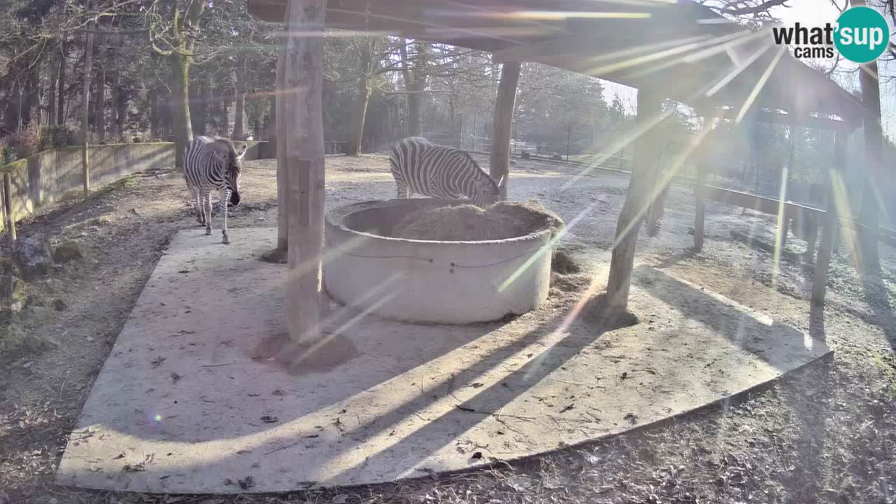 Live webcam Les zèbres in Ljubljana ZOO – Slovénie