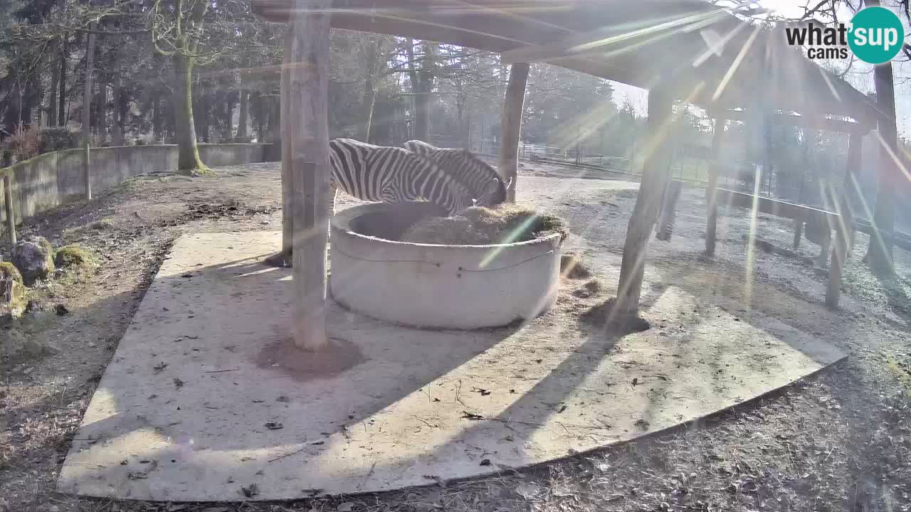 Zebre v živo v živalskem vrtu Ljubljana ZOO spletne kamere