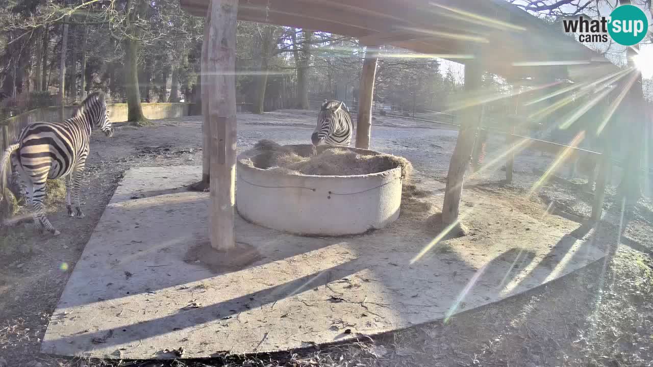 Web kamera uživo Zebras u ZOO Ljubljana – Slovenija