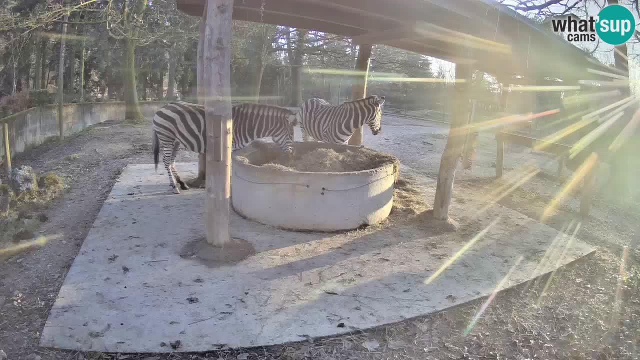 Zebre v živo v živalskem vrtu Ljubljana ZOO spletne kamere