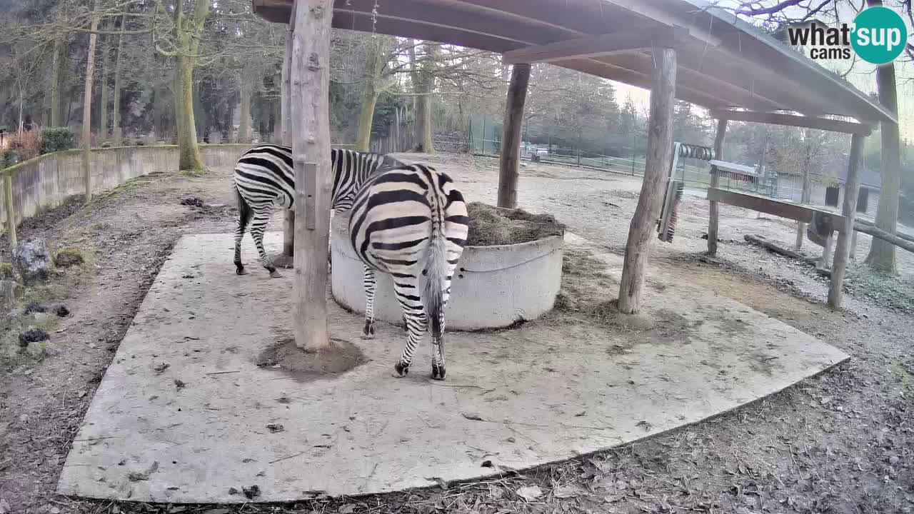 Zebre v živo v živalskem vrtu Ljubljana ZOO spletne kamere