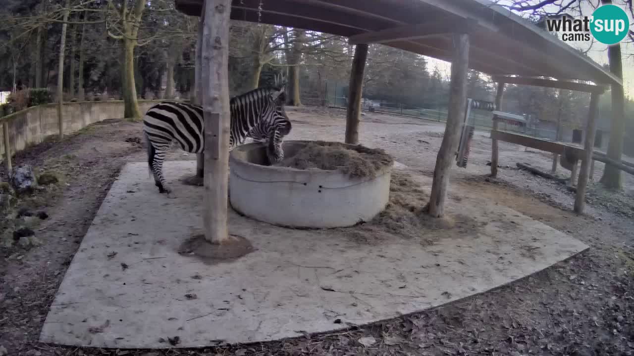 Live webcam Zebras in Ljubljana ZOO – Slovenia