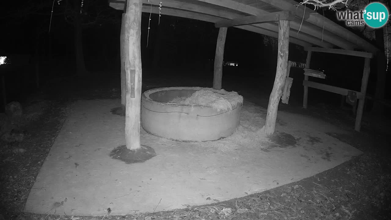 Camera en vivo Cebras in Ljubljana ZOO – Eslovenia