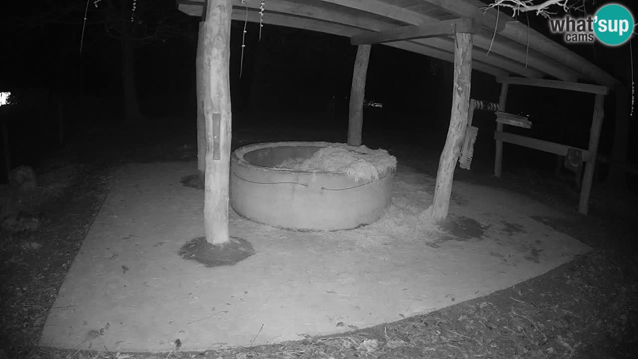 Live webcam Les zèbres in Ljubljana ZOO – Slovénie