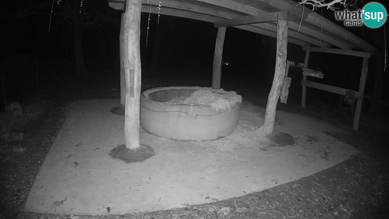 Live webcam Les zèbres in Ljubljana ZOO – Slovénie