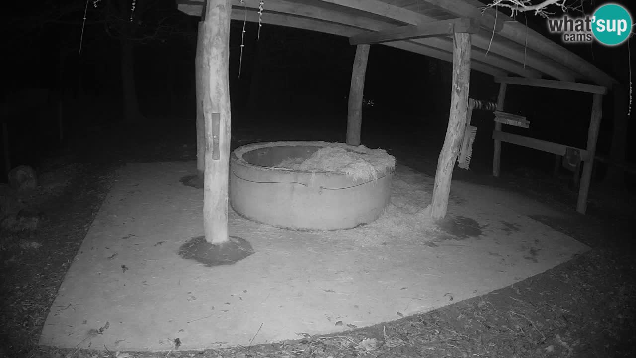 Live webcam Zebras in Ljubljana ZOO – Slovenia