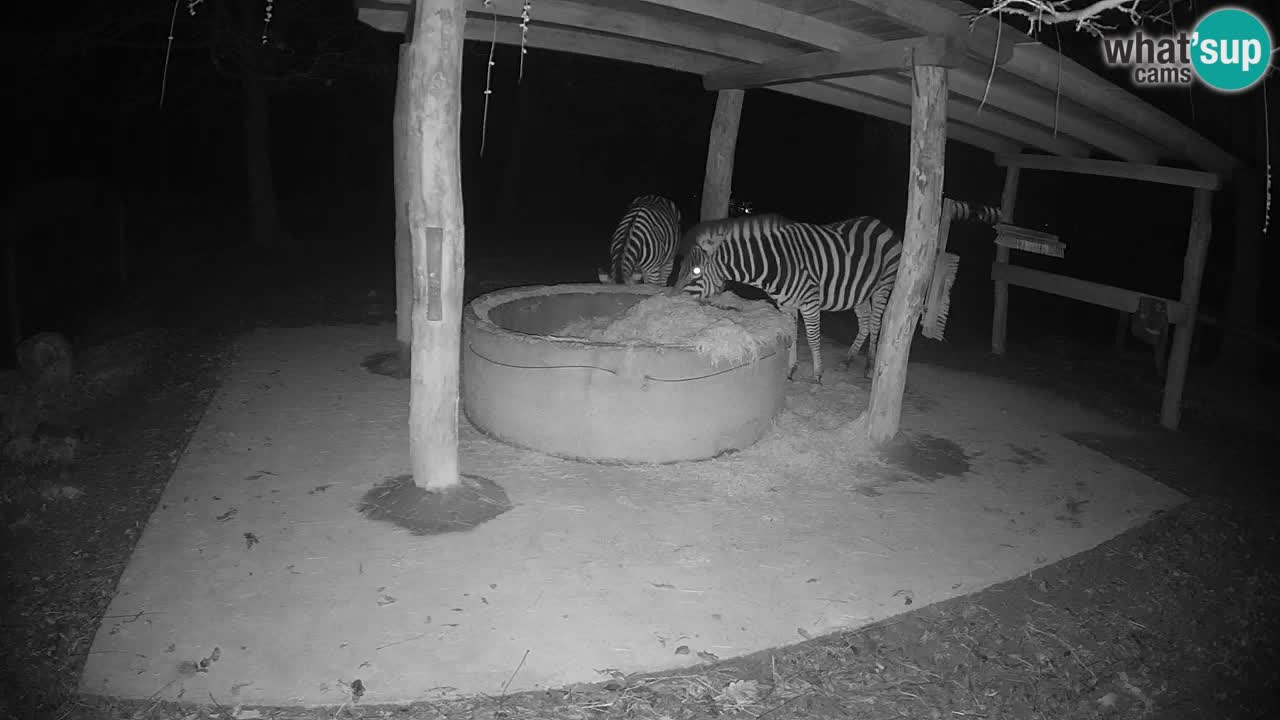 Live webcam Zebras in Ljubljana ZOO – Slovenia