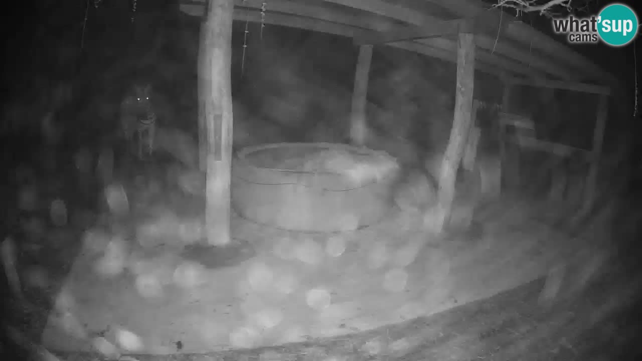 Live Webcam Zebras in Ljubljana ZOO – Slowenien