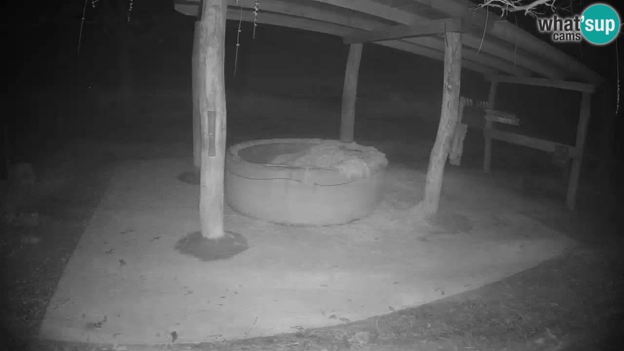 Live webcam Les zèbres in Ljubljana ZOO – Slovénie