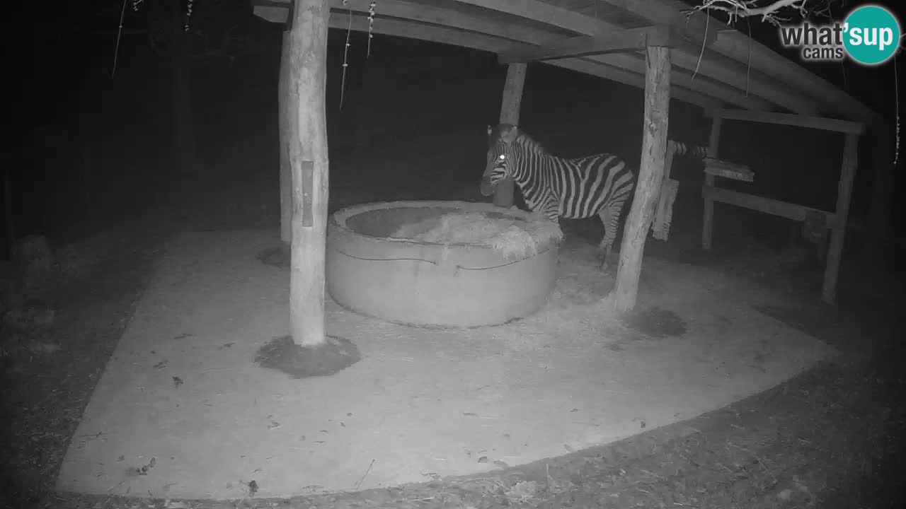 Camera en vivo Cebras in Ljubljana ZOO – Eslovenia