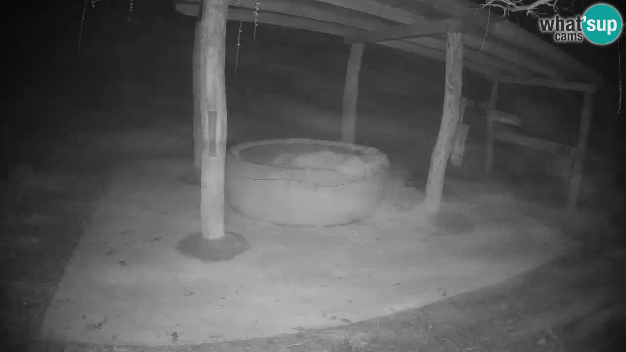 Zebre v živo v živalskem vrtu Ljubljana ZOO spletne kamere