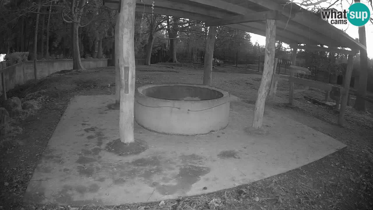 Live Webcam Zebras in Ljubljana ZOO – Slowenien