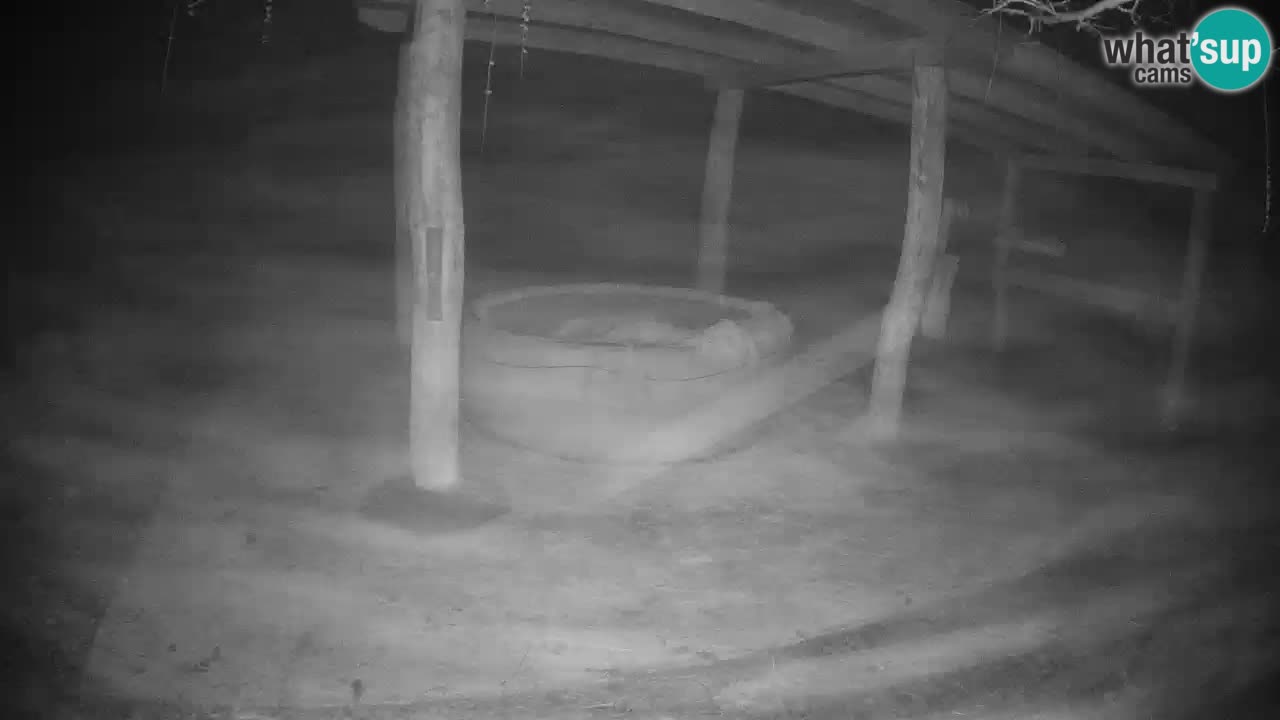 Live webcam Zebras in Ljubljana ZOO – Slovenia