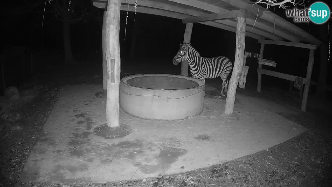 Le Zebre nello ZOO di Ljubljana – Slovenia Live webcam