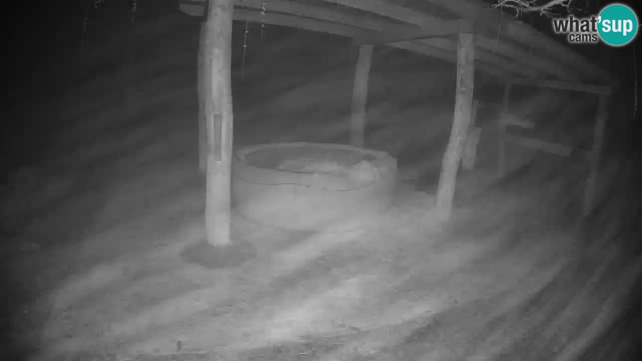 Le Zebre nello ZOO di Ljubljana – Slovenia Live webcam