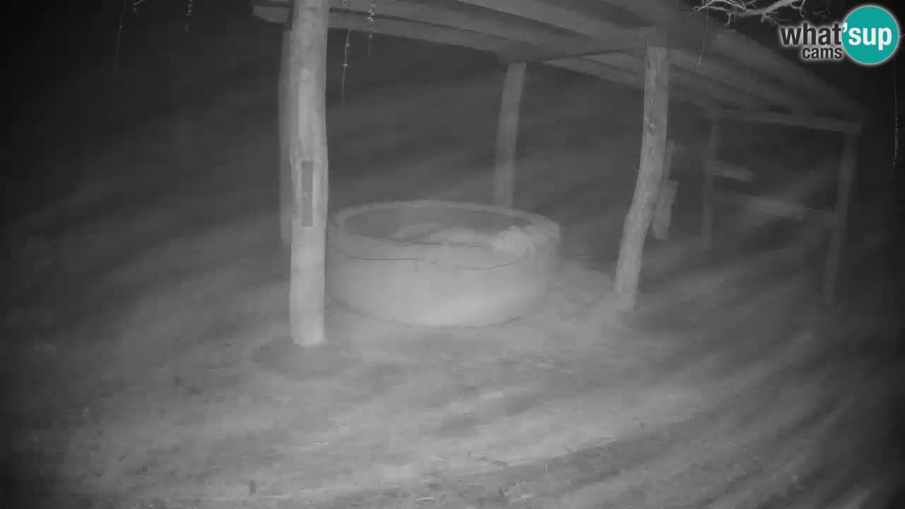 Live webcam Les zèbres in Ljubljana ZOO – Slovénie