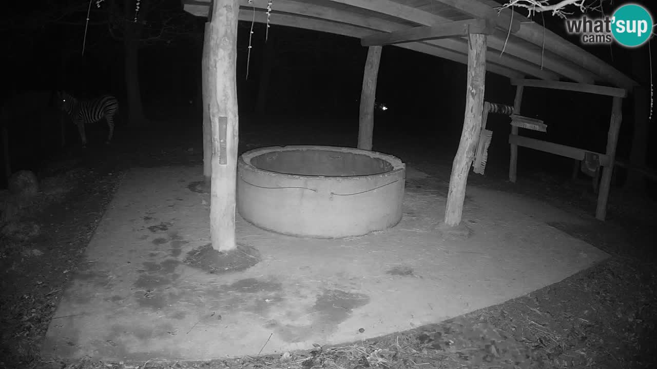 Live webcam Zebras in Ljubljana ZOO – Slovenia