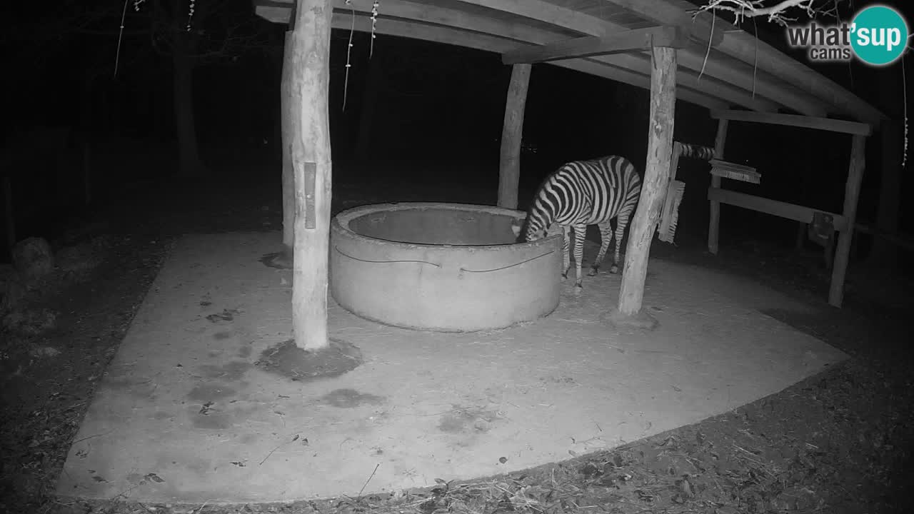 Web kamera uživo Zebras u ZOO Ljubljana – Slovenija