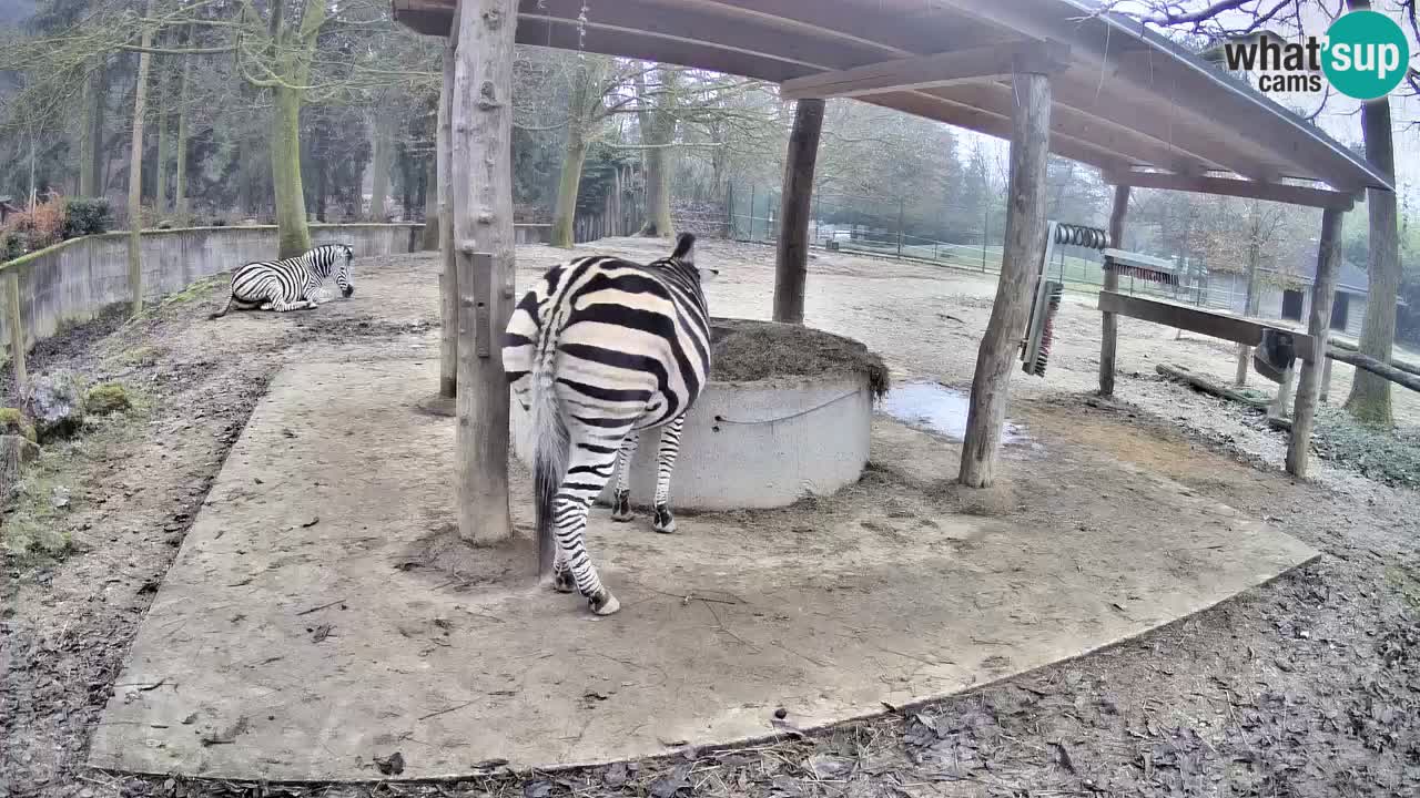 Live webcam Zebras in Ljubljana ZOO – Slovenia