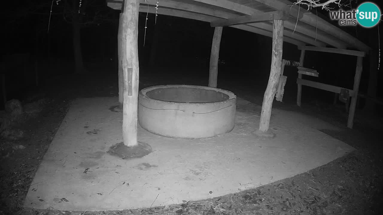 Zebre v živo v živalskem vrtu Ljubljana ZOO spletne kamere