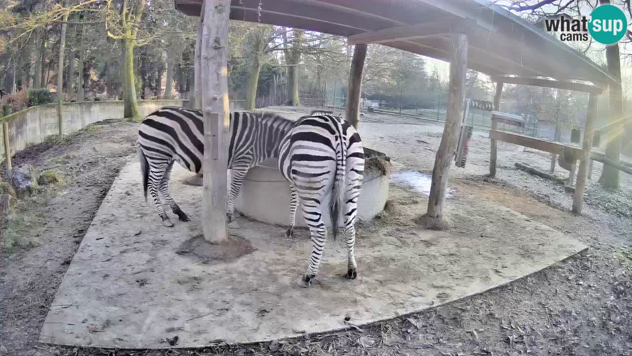 Live webcam Zebras in Ljubljana ZOO – Slovenia