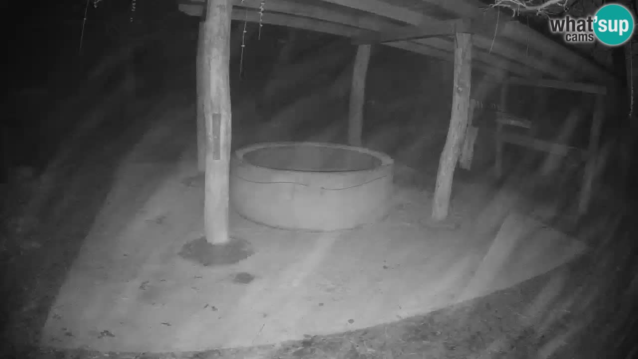 Live webcam Les zèbres in Ljubljana ZOO – Slovénie