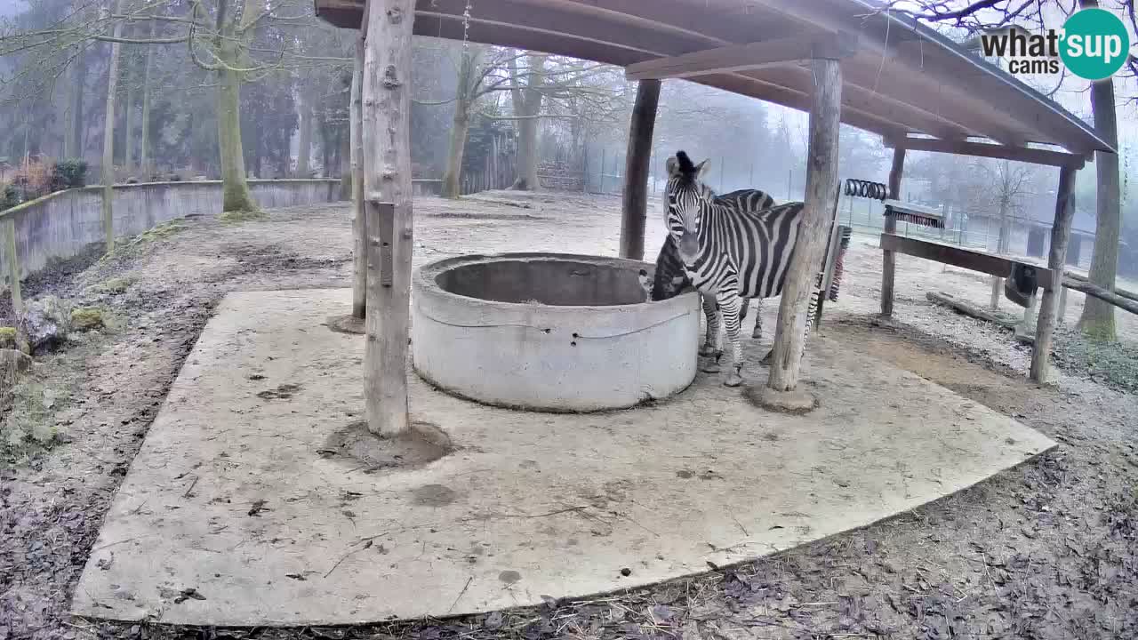 Zebre v živo v živalskem vrtu Ljubljana ZOO spletne kamere