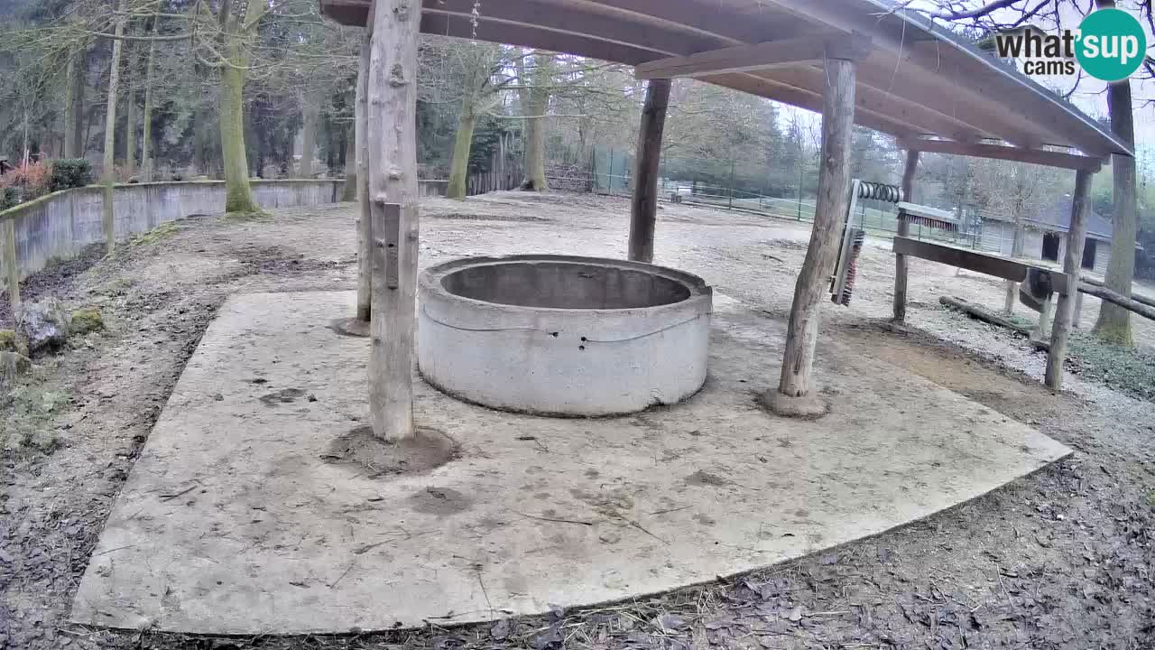 Live webcam Zebras in Ljubljana ZOO – Slovenia