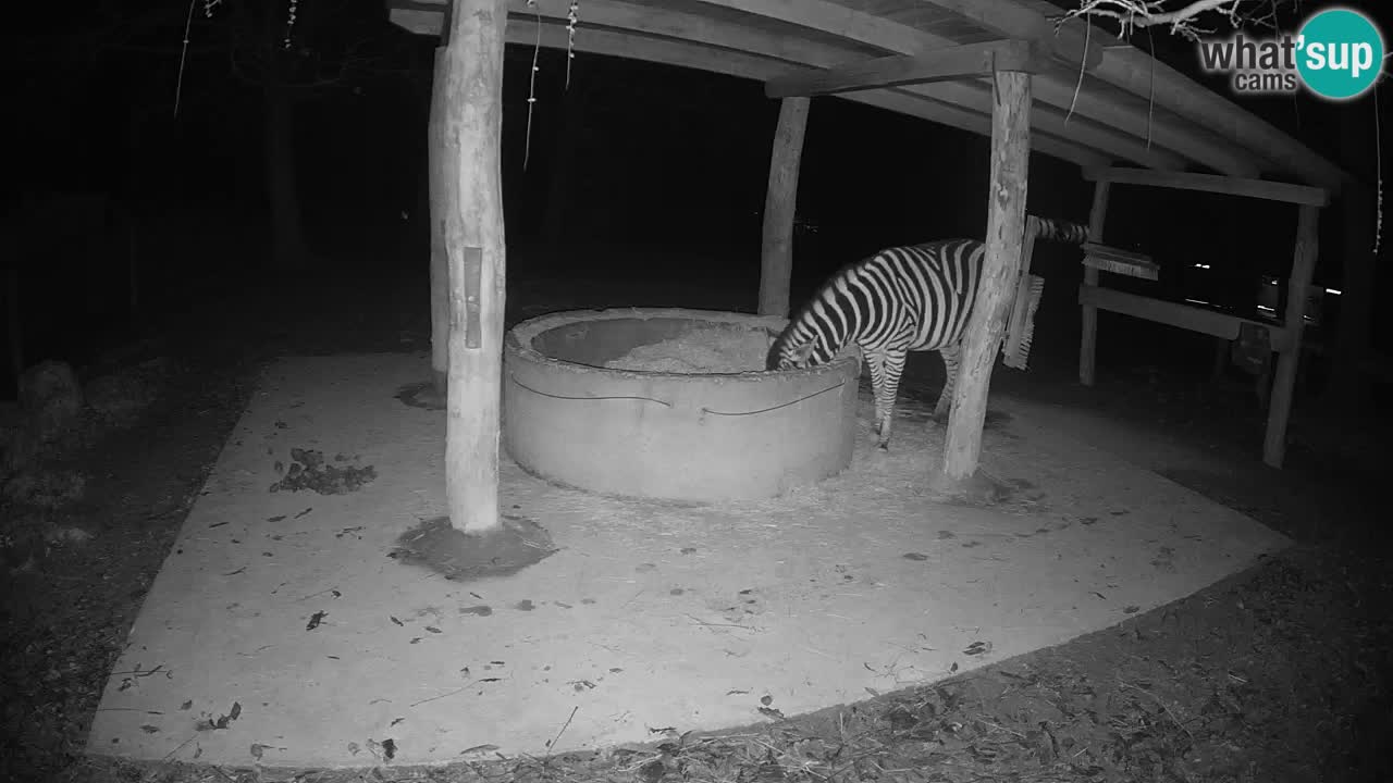 Zebre v živo v živalskem vrtu Ljubljana ZOO spletne kamere