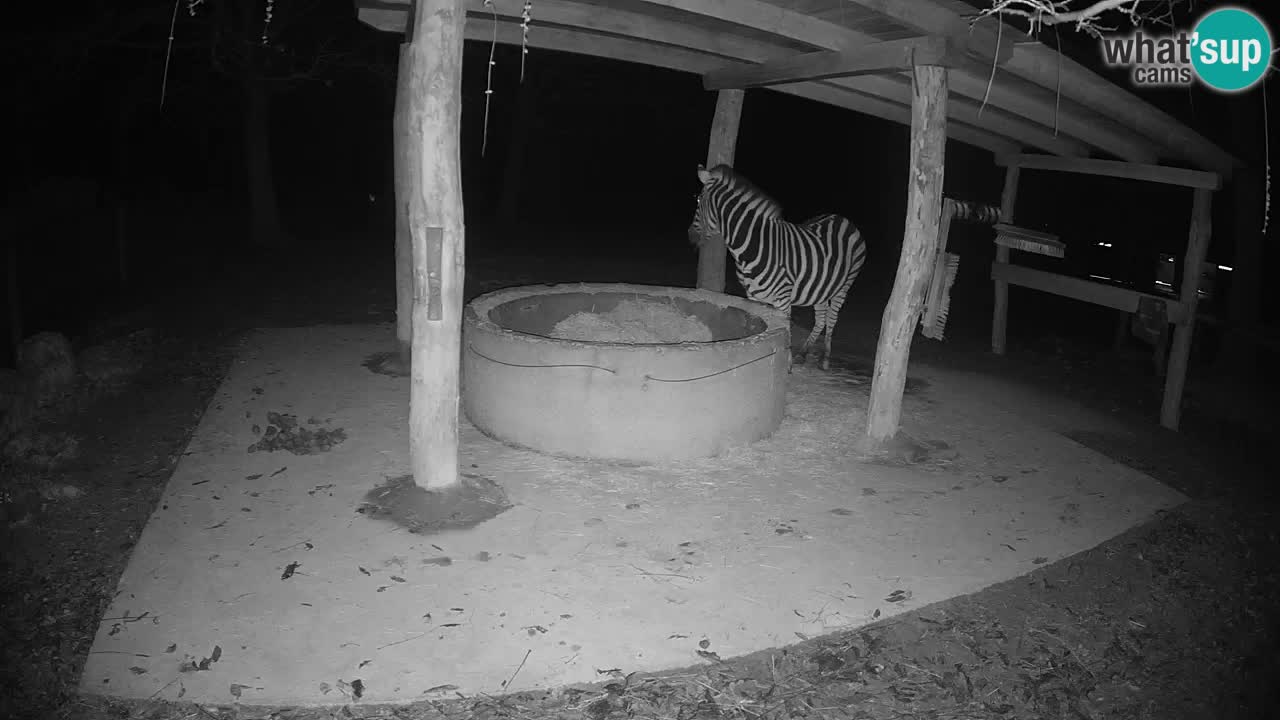 Live webcam Zebras in Ljubljana ZOO – Slovenia