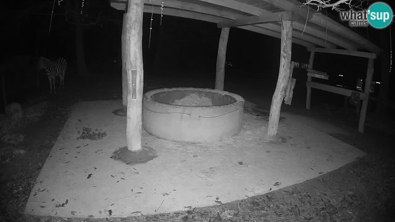 Web kamera uživo Zebras u ZOO Ljubljana – Slovenija