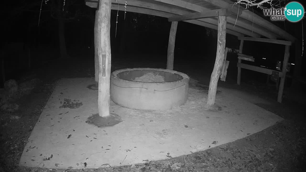 Live Webcam Zebras in Ljubljana ZOO – Slowenien