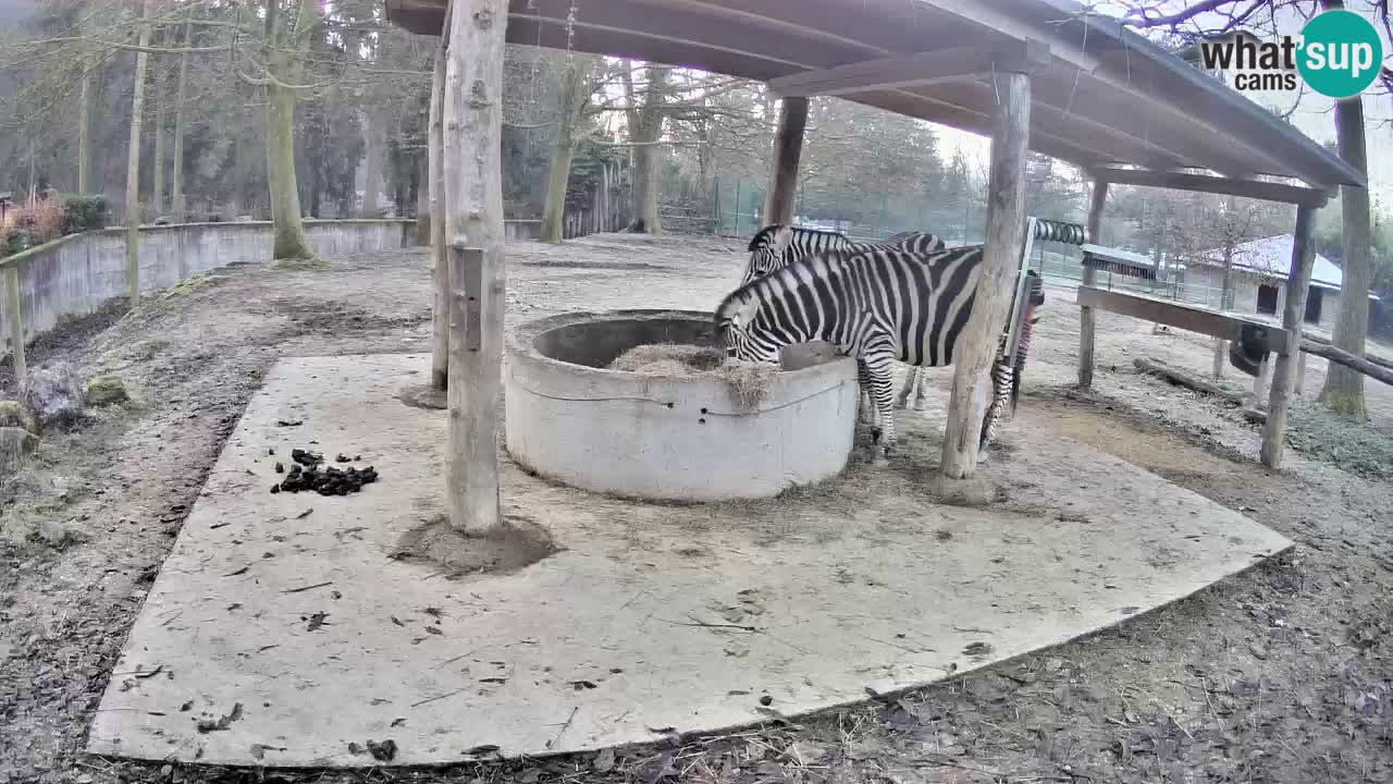 Live Webcam Zebras in Ljubljana ZOO – Slowenien