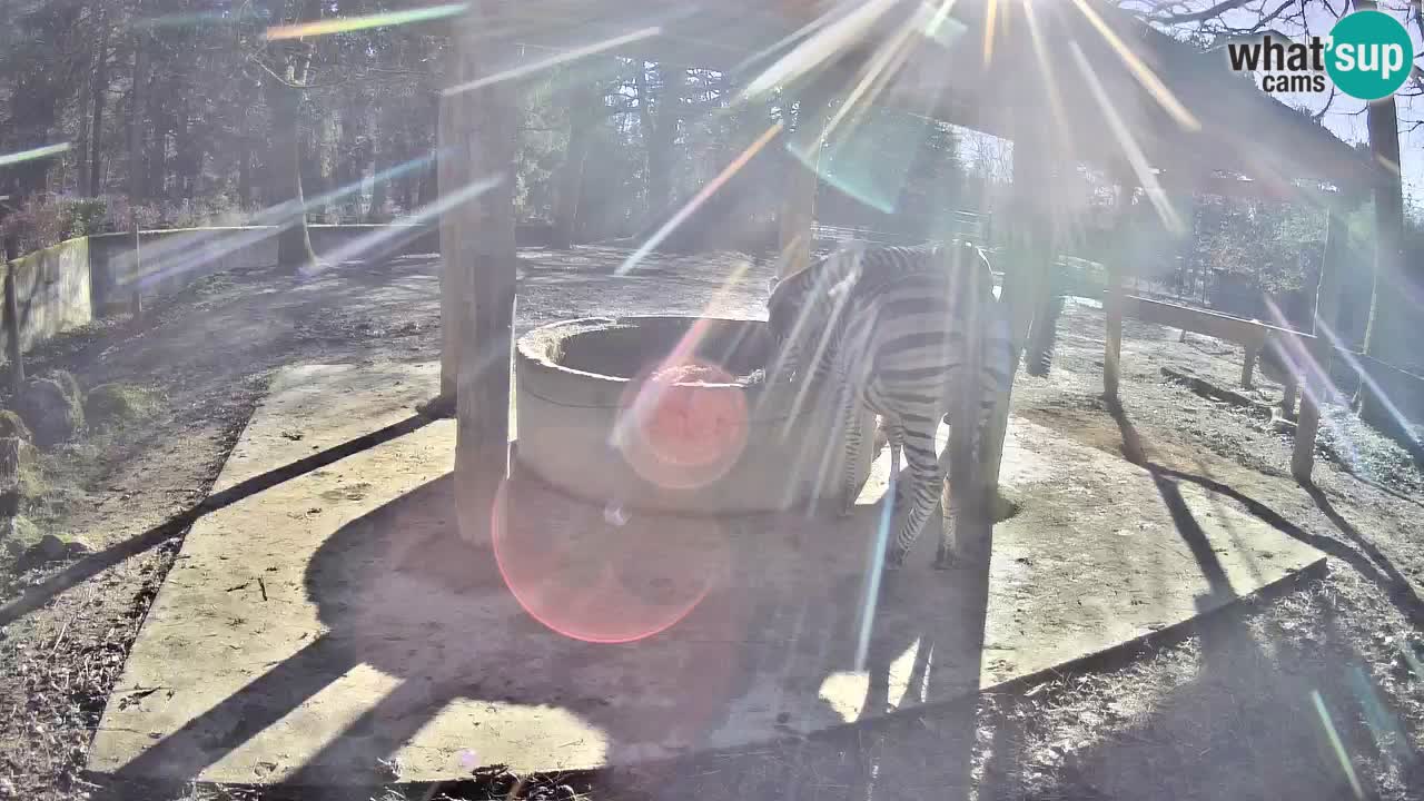 Zebre v živo v živalskem vrtu Ljubljana ZOO spletne kamere