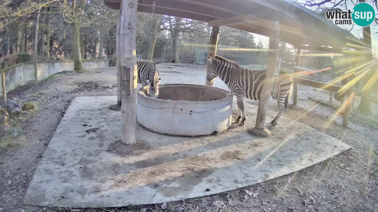 Camera en vivo Cebras in Ljubljana ZOO – Eslovenia