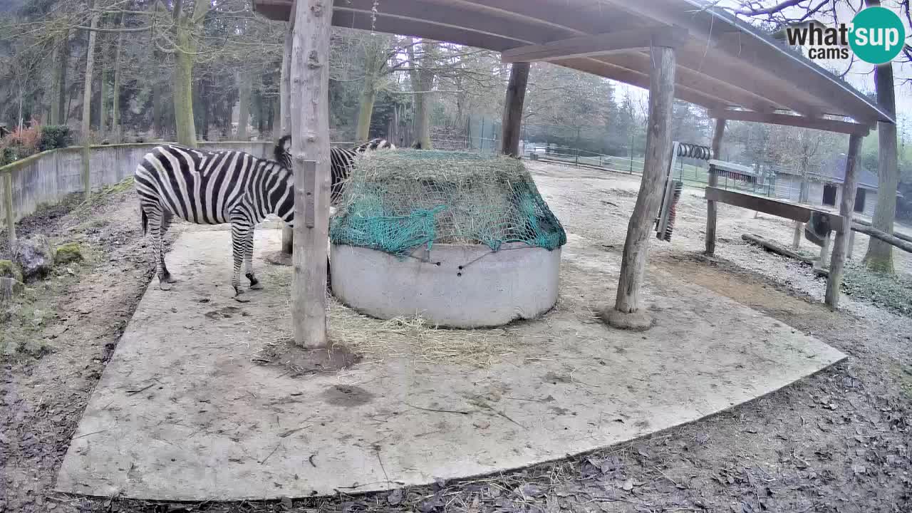 Live webcam Les zèbres in Ljubljana ZOO – Slovénie