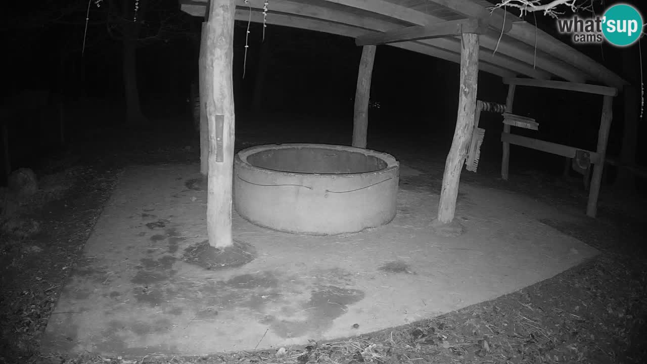 Live Webcam Zebras in Ljubljana ZOO – Slowenien