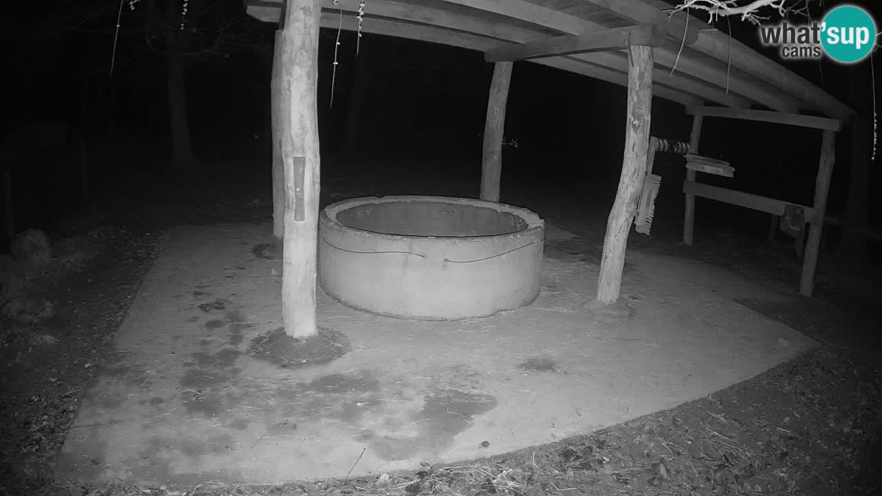 Zebre v živo v živalskem vrtu Ljubljana ZOO spletne kamere