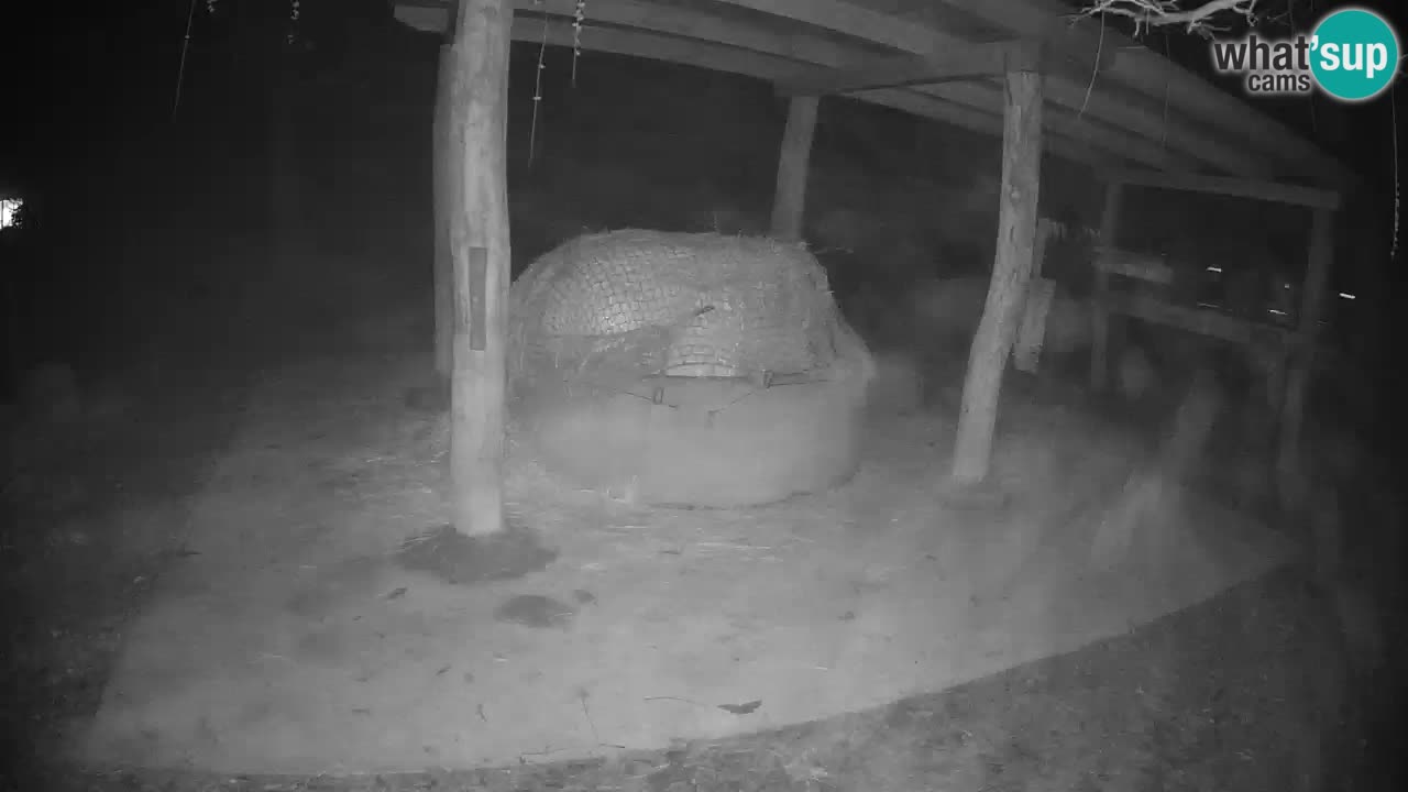 Web kamera uživo Zebras u ZOO Ljubljana – Slovenija