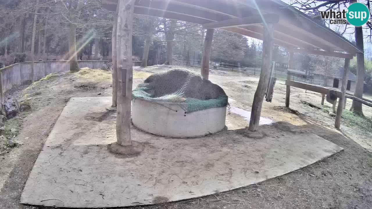 Live Webcam Zebras in Ljubljana ZOO – Slowenien