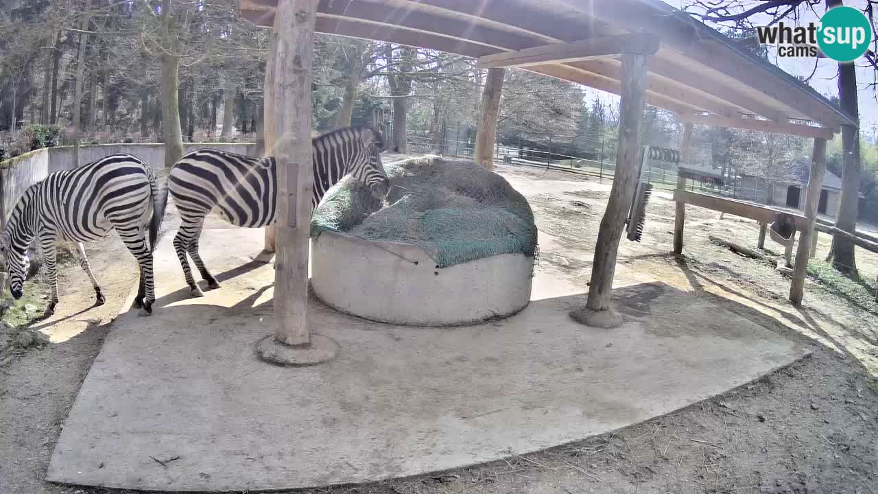 Camera en vivo Cebras in Ljubljana ZOO – Eslovenia