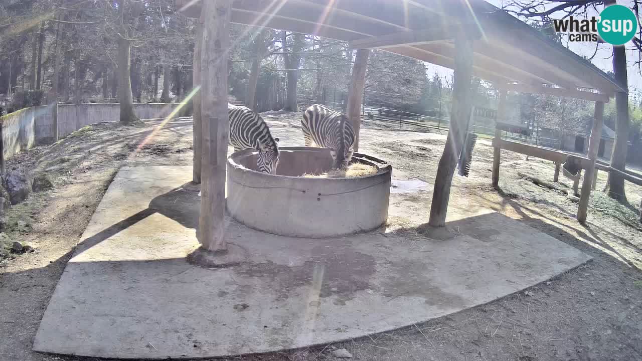 Live Webcam Zebras in Ljubljana ZOO – Slowenien