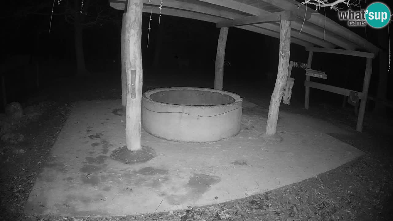 Live webcam Zebras in Ljubljana ZOO – Slovenia