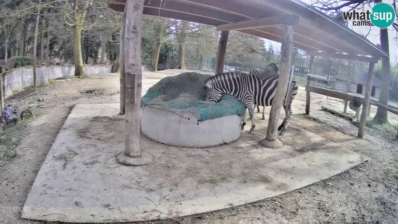 Web kamera uživo Zebras u ZOO Ljubljana – Slovenija