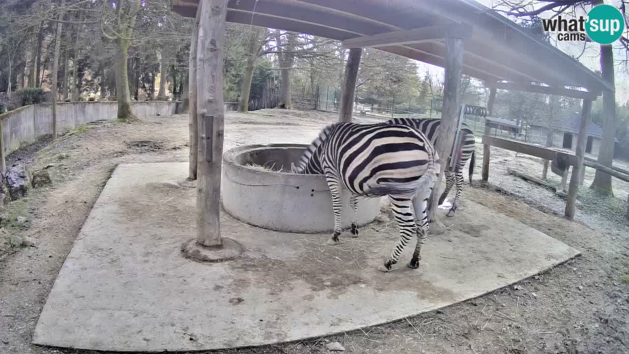 Zebre v živo v živalskem vrtu Ljubljana ZOO spletne kamere