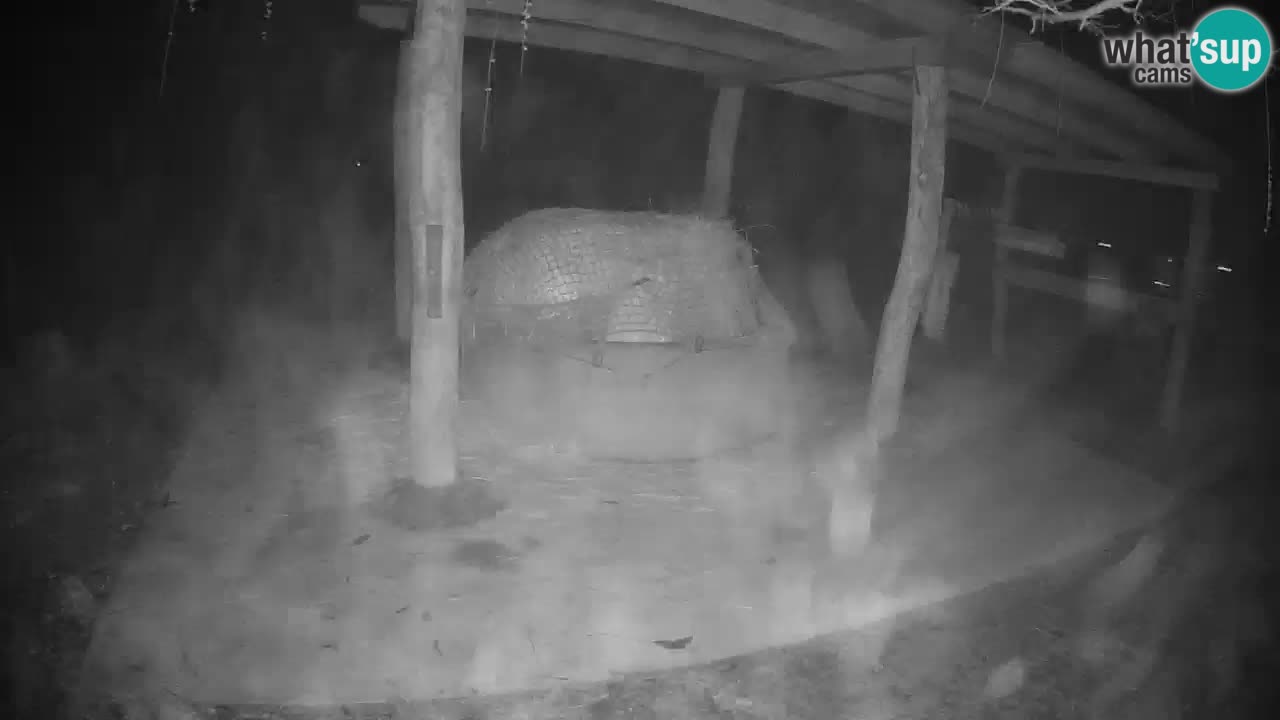 Live webcam Les zèbres in Ljubljana ZOO – Slovénie