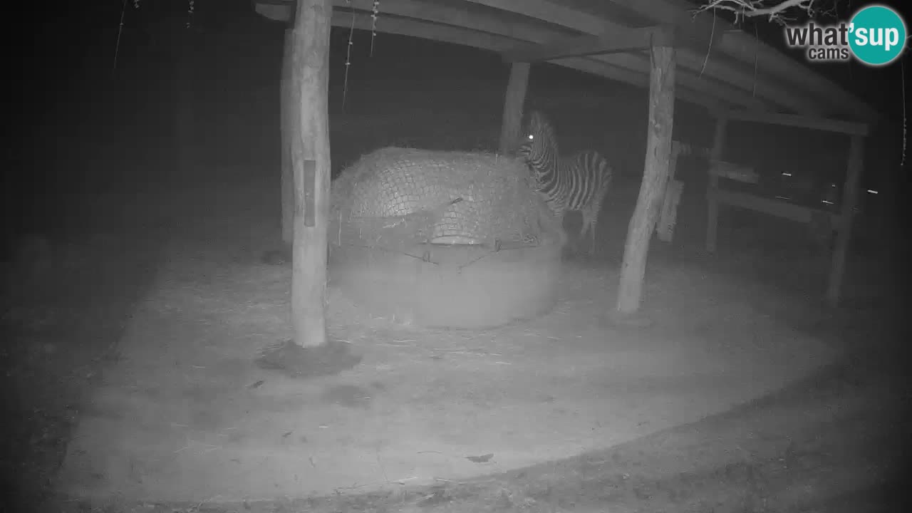 Web kamera uživo Zebras u ZOO Ljubljana – Slovenija